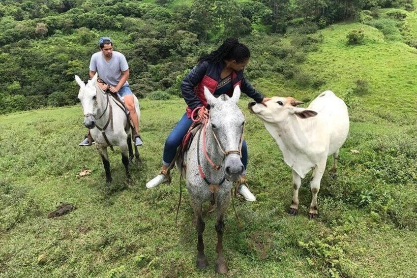 Monteverde Cloud Forest Horseback Riding