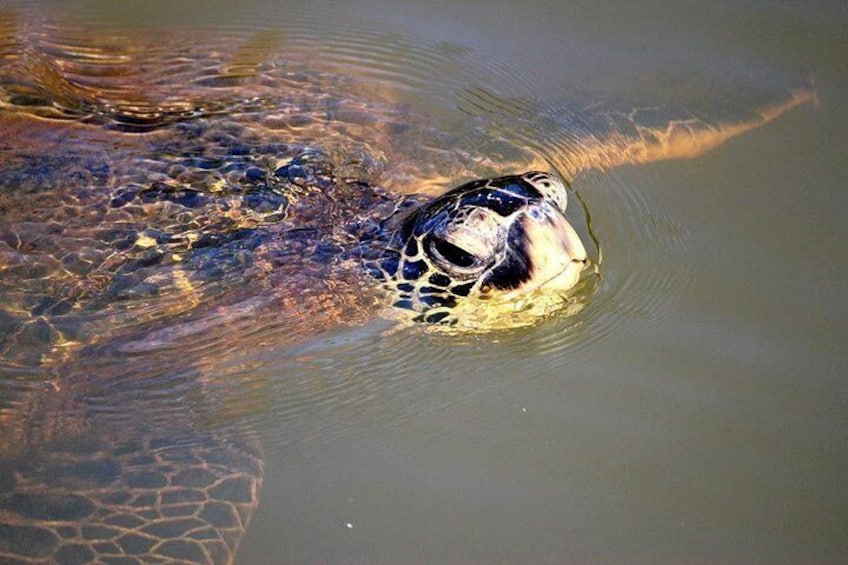 The Hawaiian Green Sea Turtles claim the river as their home