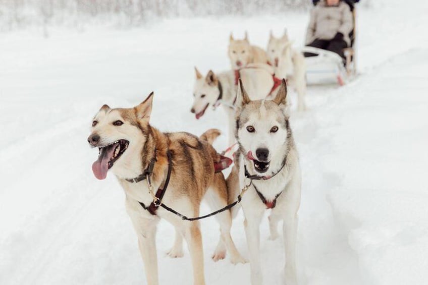 Perfect day for a mush with some of AK Sled Dog Tour guests.