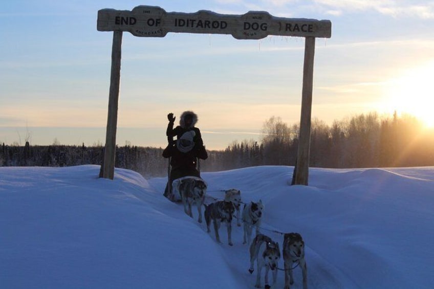 Arriving from there mush under the iconic burled arch as seen in Nome, Alaska at the finish line.