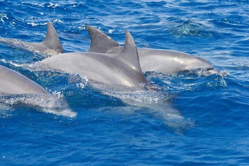 Dolphins Port Stephens