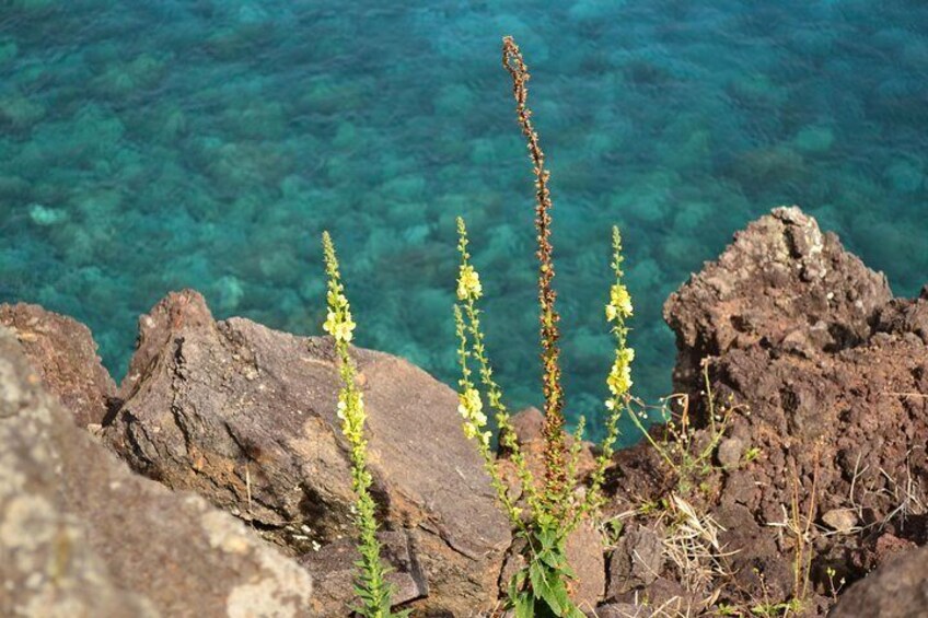 A rare Verbascum virgatum growing in the cliffs of the West Coast