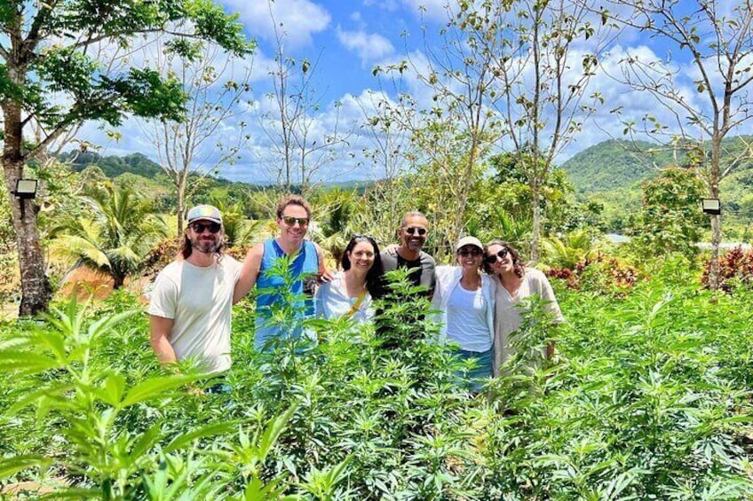 Jamaican Cannabis Farm Tour + Lunch from Ocho Rios