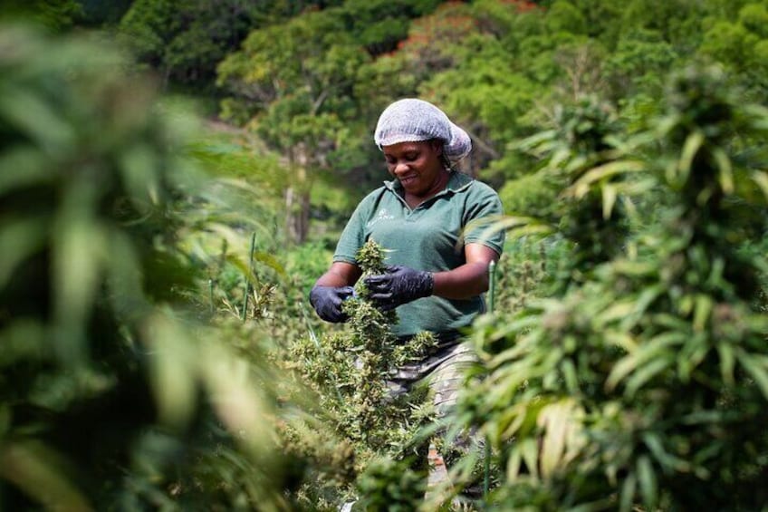 Jamaican Cannabis Farm Tour + Lunch from Ocho Rios