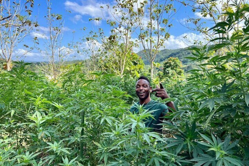 Jamaican Cannabis Farm Tour + Lunch from Ocho Rios