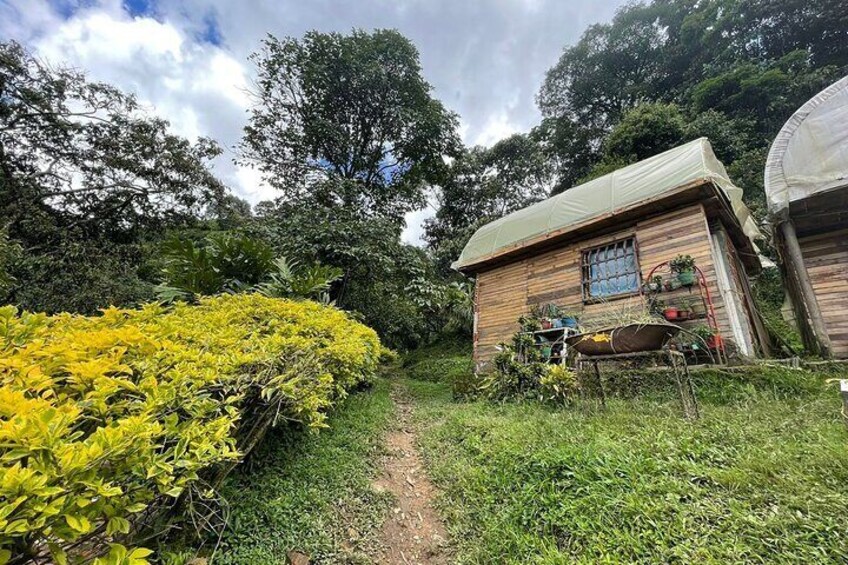 Visit a Coffee Farm & Enjoy a Coffee Tour at Medellín's beautiful Countryside! 