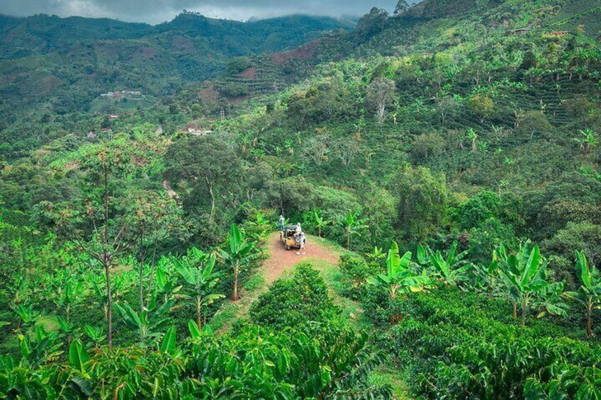 Coffee Lanscapes