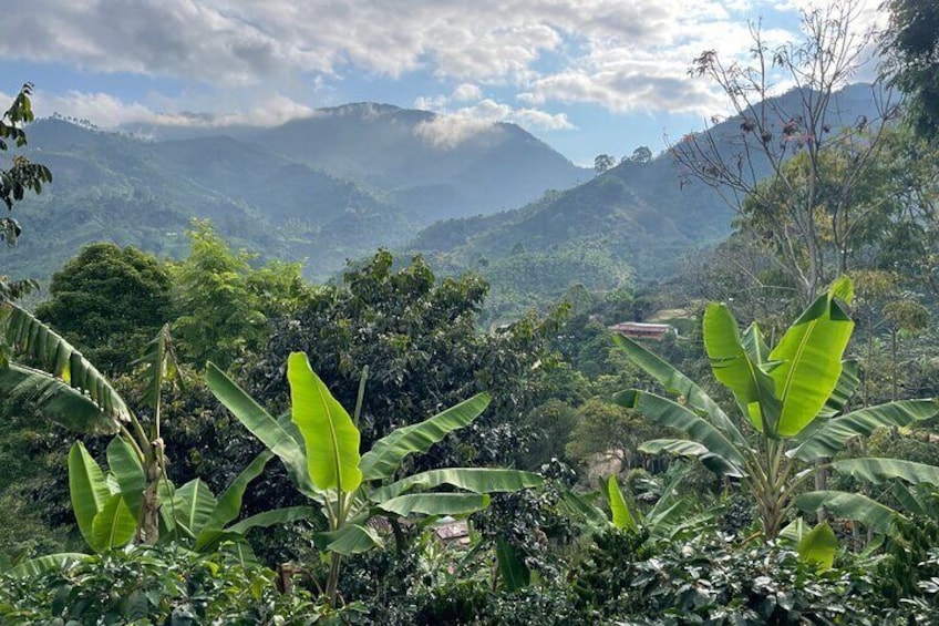 Visit Jardin town, Tapartó Waterfalls & Visit a Typical Coffee Farm. 