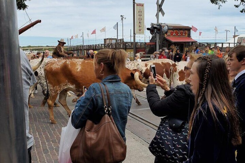 Live cattle Drive