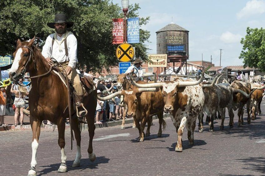 Live Cattle Drive