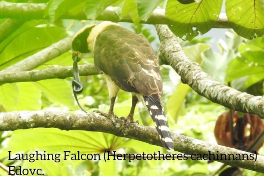 Monteverde Birdwatching Guided Tour 