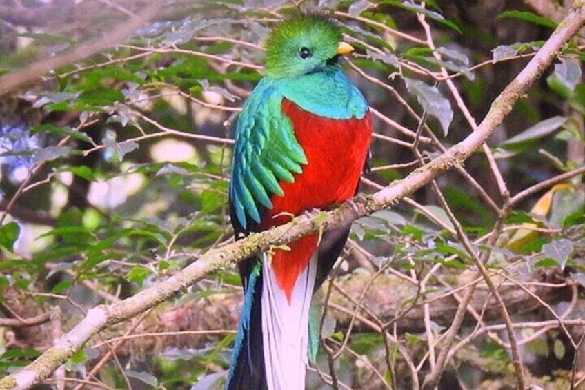 Monteverde Birdwatching Guided Tour