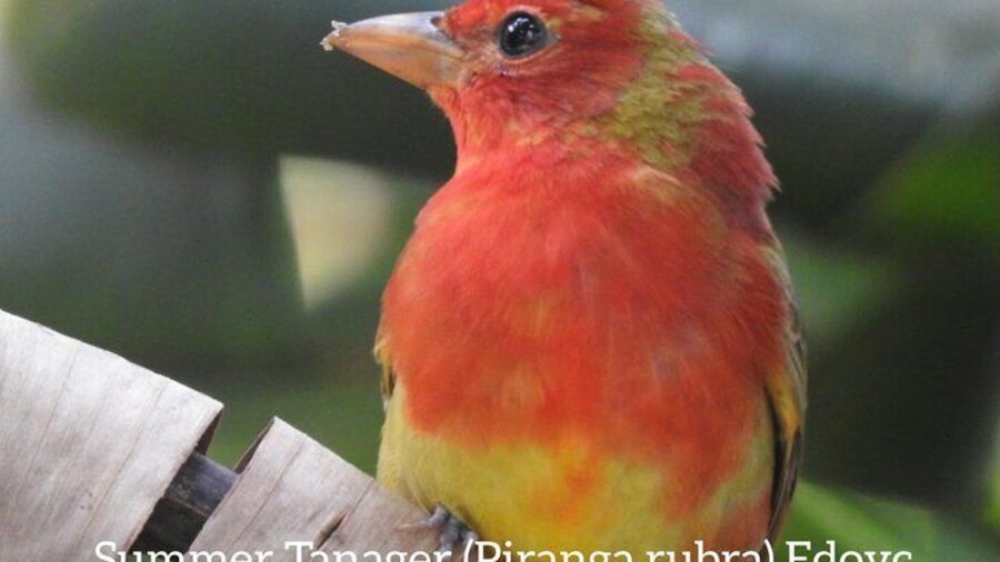 Monteverde Birdwatching Guided Tour
