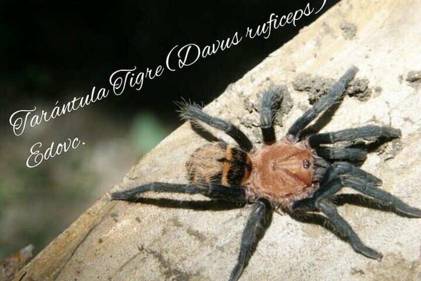 Private Monteverde Night Tour