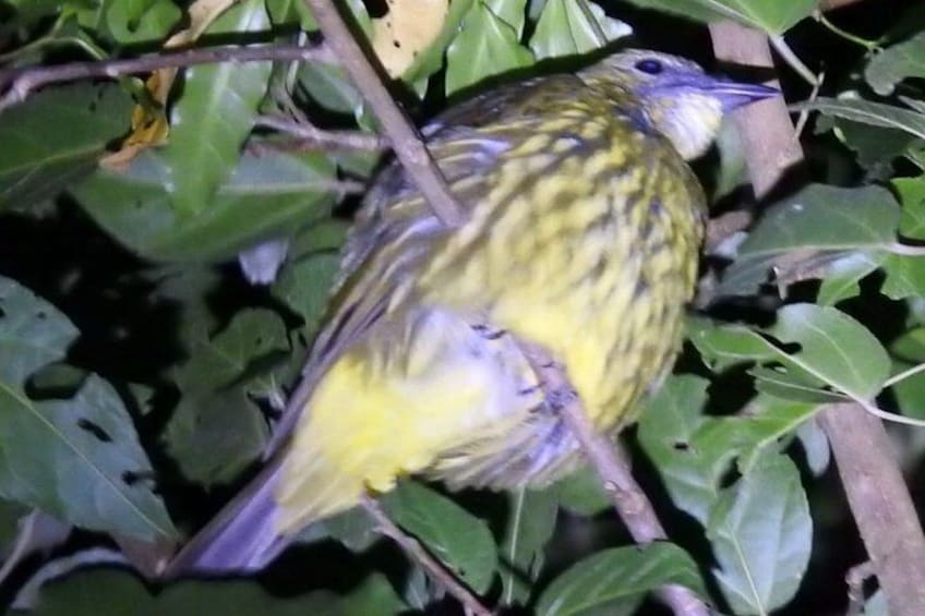 Private Monteverde Night Tour