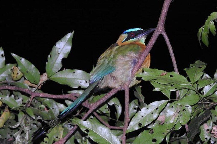 Blue Crowned Motmot