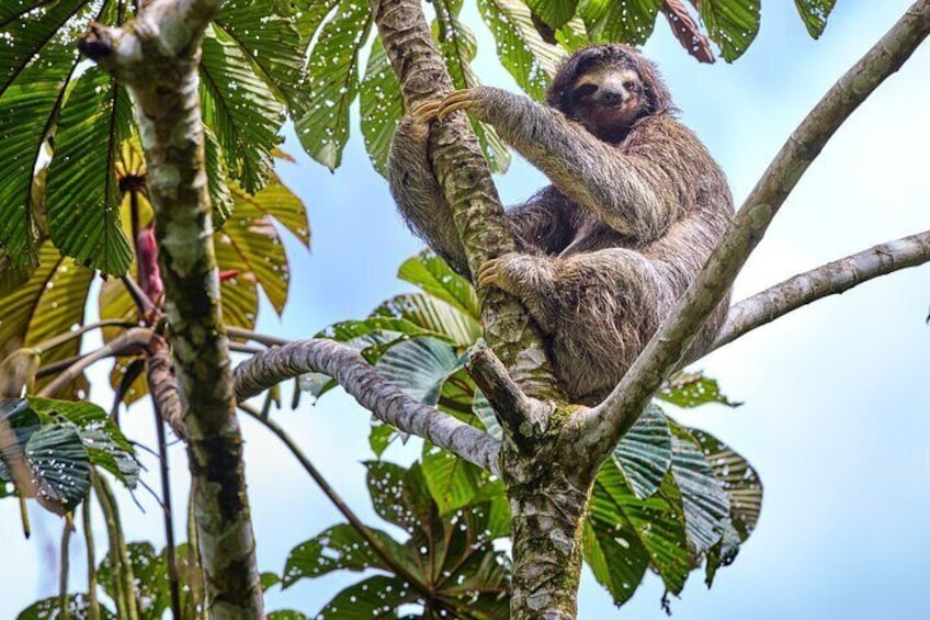 Private Day Trip: Rio Celeste Hike + Sloth Sanctuary + Coffee
