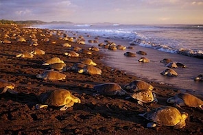 Night Turtle Nesting Tour to Camaronal Turtle Refuge