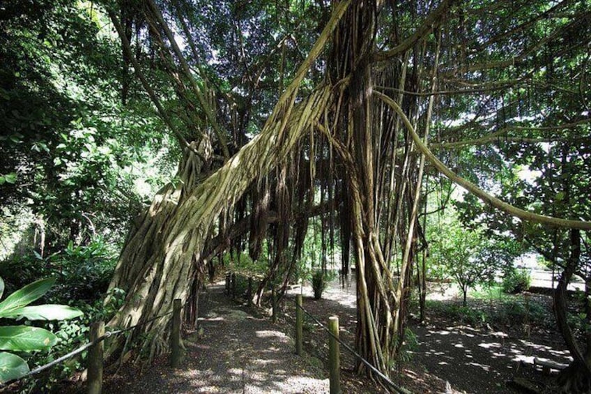 a banyan tree