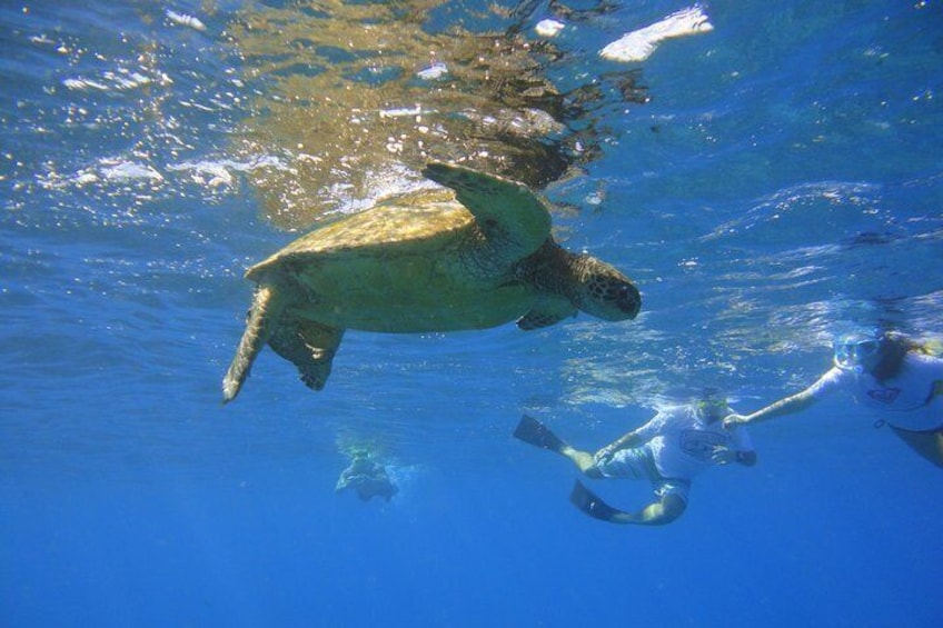 Swim with turtles!