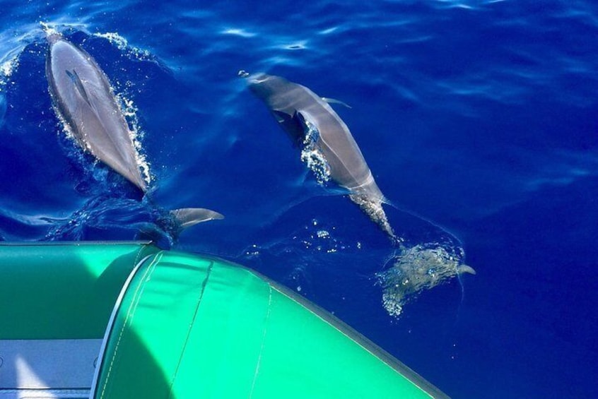 Dolphins riding the bow!