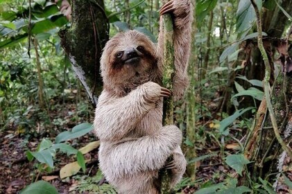 Sloth tour