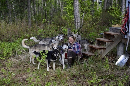 Intimate Visit of an Alaskan Off-Grid Homestead with Sleigh Dogs - Talkeetn...