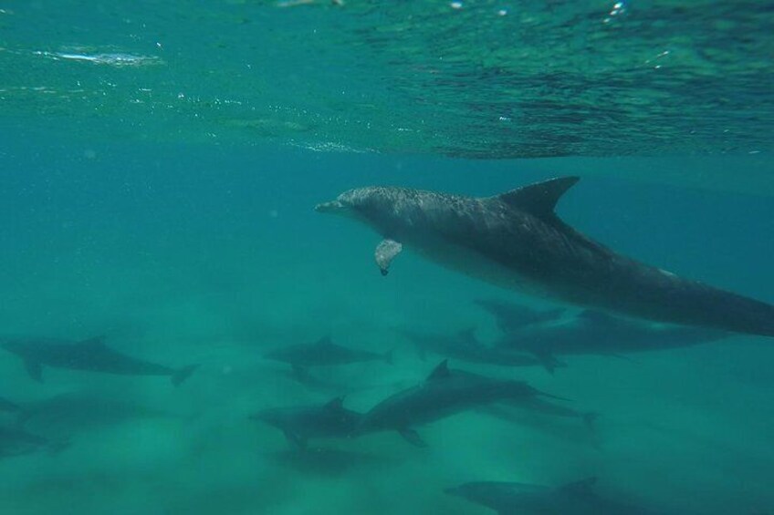 The local bottlenose dolphins