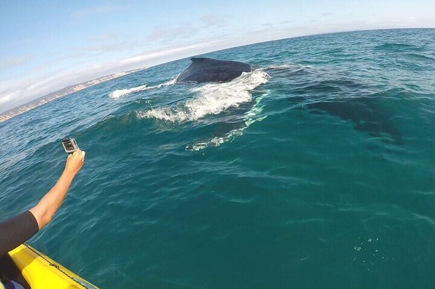 Curious Humpback whale passing kayaks