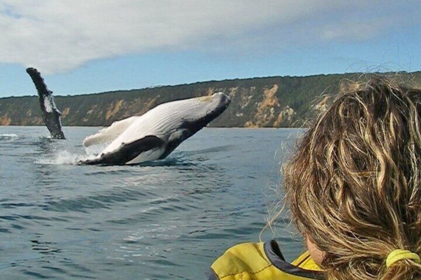 Humpback whales kayaking