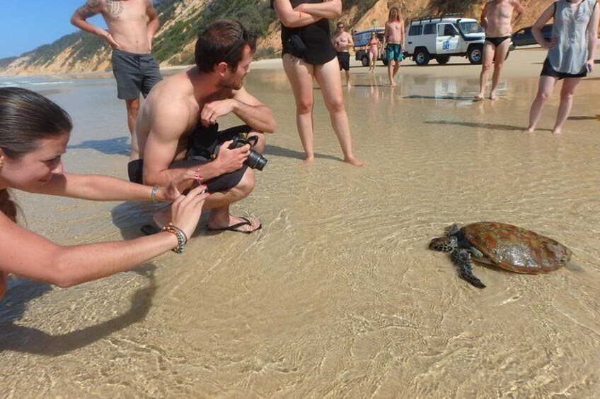 Many turtles feed in the lagoons Double Island Point