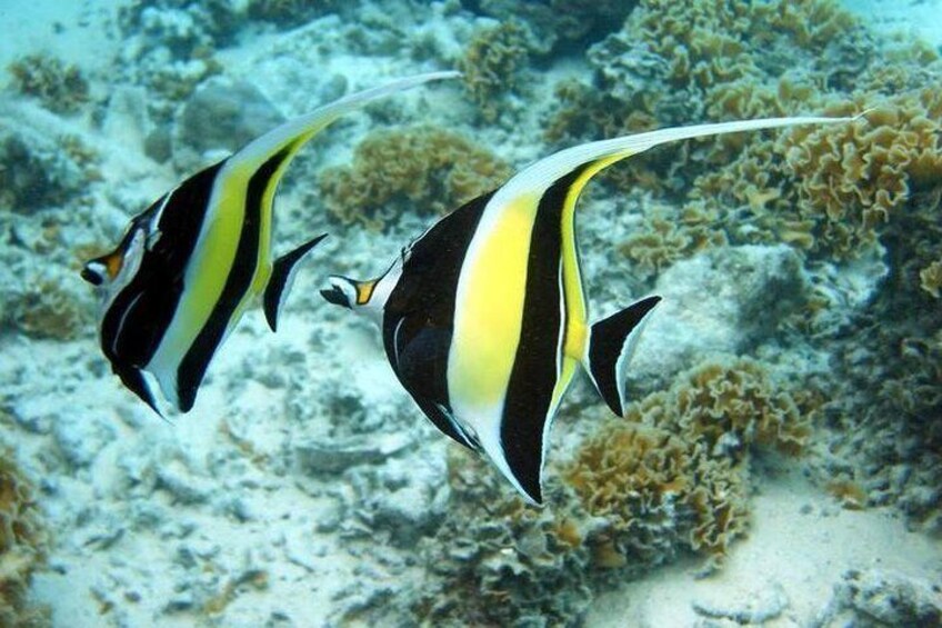 Bora Bora Lagoon Cruise Private Half Day Snorkeling on a Polynesian catamaran