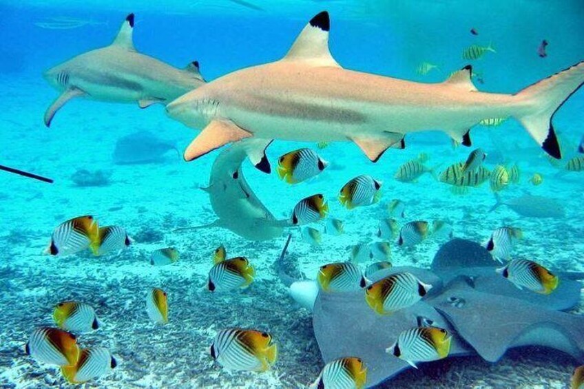 Sting Ray and shark