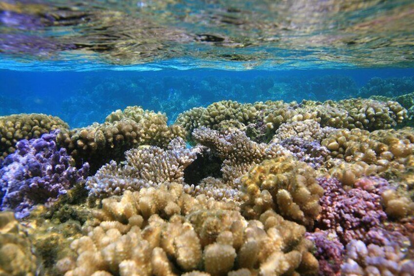 Jardin de corail