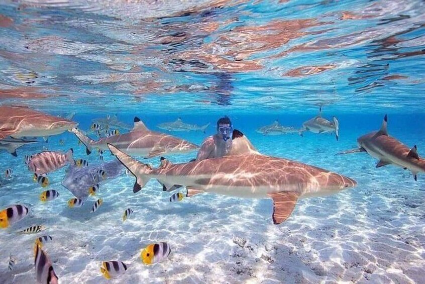 Bora Bora Lagoon Cruise Private Full Day Snorkeling on a Polynesian catamaran
