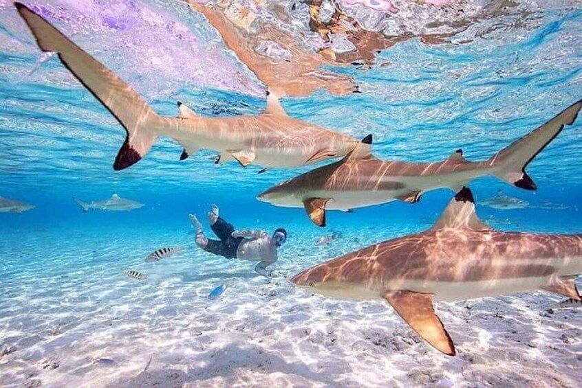 Bora Bora Lagoon Cruise Private Full Day Snorkeling on a Polynesian catamaran