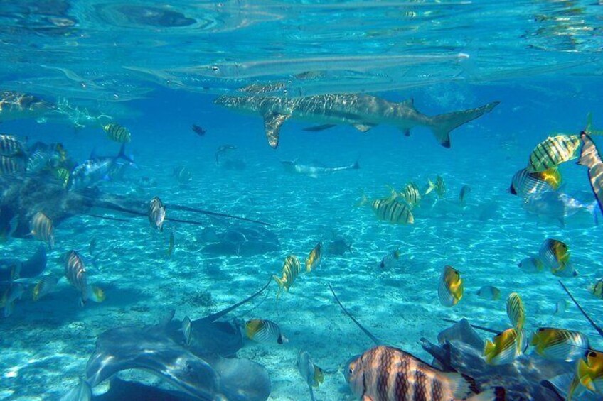 Bora Bora Lagoon Cruise Private Full Day Snorkeling on a Polynesian catamaran