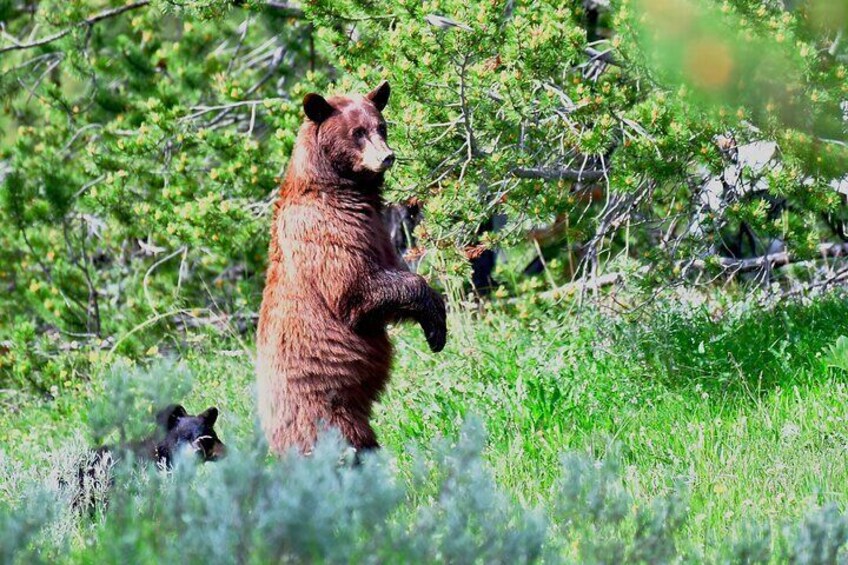 PRIVATE Yellowstone Tour: Famous Sites, Wildlife, Easy Hikes, & Lunch included!