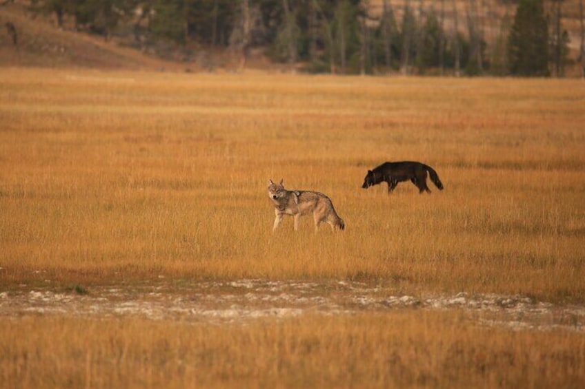 Private Yellowstone Tour: Iconic Sites, Wildlife, Easy Hiking, & Lunch Included