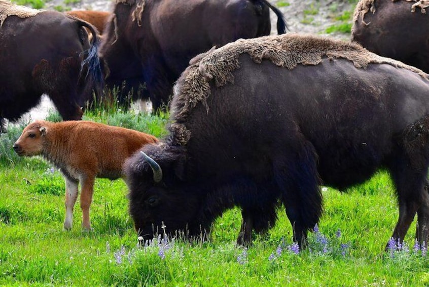 PRIVATE Yellowstone Tour: Famous Sites, Wildlife, Easy Hikes, & Lunch included!