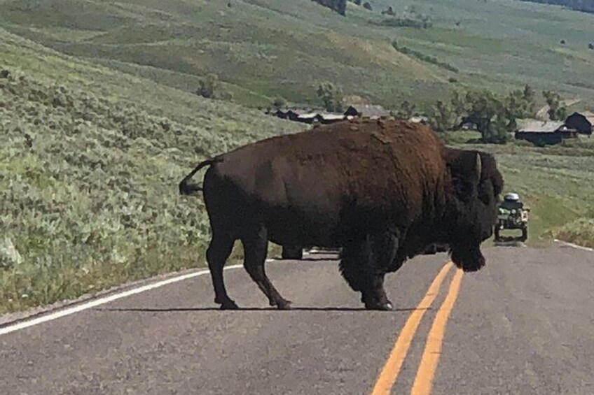 VIP Private Yellowstone Wildlife Safari with Guided Hikes and Lunch Included