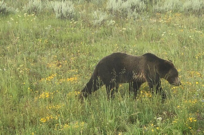 Private Yellowstone Wildlife Safari with guided hikes. Picnic Lunch included!