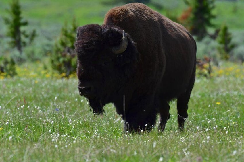 Private Yellowstone Wildlife Safari with guided hikes. Picnic Lunch included!