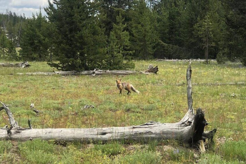 Private Yellowstone Wildlife Safari with guided hikes. Picnic Lunch included!