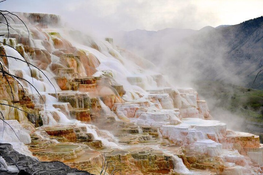 Private Yellowstone Wildlife Safari with guided hikes. Picnic Lunch included!