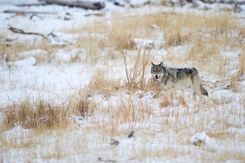 Winter Yellowstone Wildlife Safari + Lunch Included