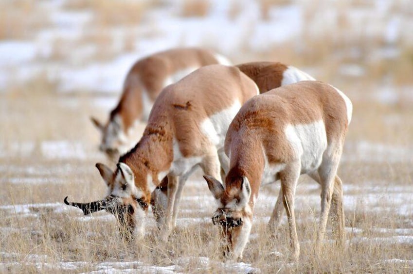 VIP Yellowstone Wildlife Safari & Geology tour of Mammoth Hot Springs!