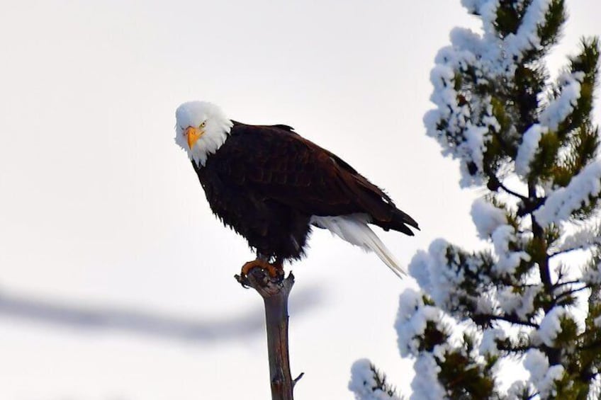 VIP Yellowstone Wildlife Safari & Geology tour of Mammoth Hot Springs!