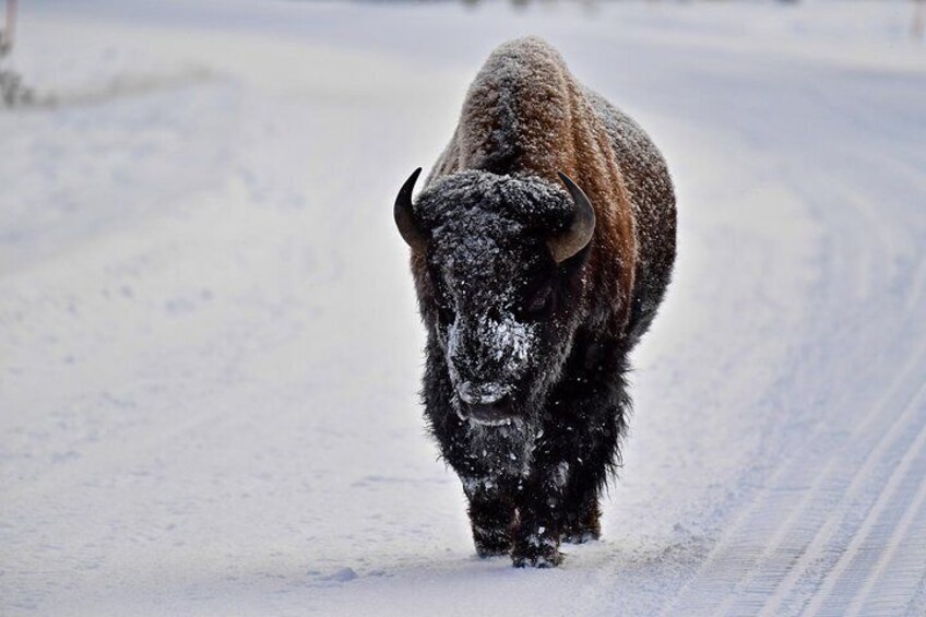 VIP Yellowstone Wildlife Safari & Geology tour of Mammoth Hot Springs!