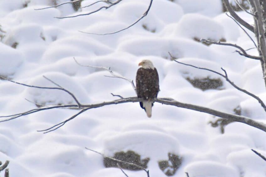 VIP Yellowstone Wildlife Safari & Geology tour of Mammoth Hot Springs!